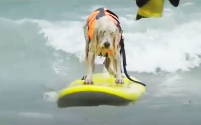 “Schnauzer Breaks Silence on Torturous Dog Surfing Routine” by Johnny Utah via The Inertia