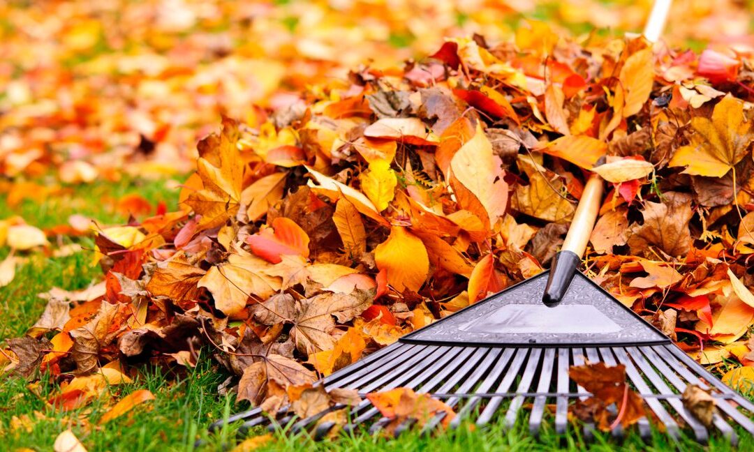 Raking Leaves GettyImages-157256122