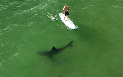 “Great White Sharks Near Surfers 97% of the Time in CA Waters, Study Shows” by Dashel Pierson via Surfer Magazine