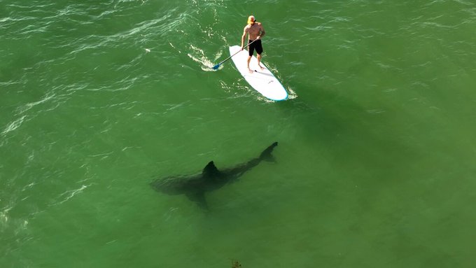 “Great White Sharks Near Surfers 97% of the Time in CA Waters, Study Shows” by Dashel Pierson via Surfer Magazine