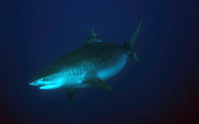 “Last Year Saw an Uptick In Shark Attacks, Per ISAF Report” by Cooper Gegan via The Inertia