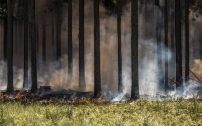 “The Slow Burn in Retail” by Deborah Patton via The Robin Report